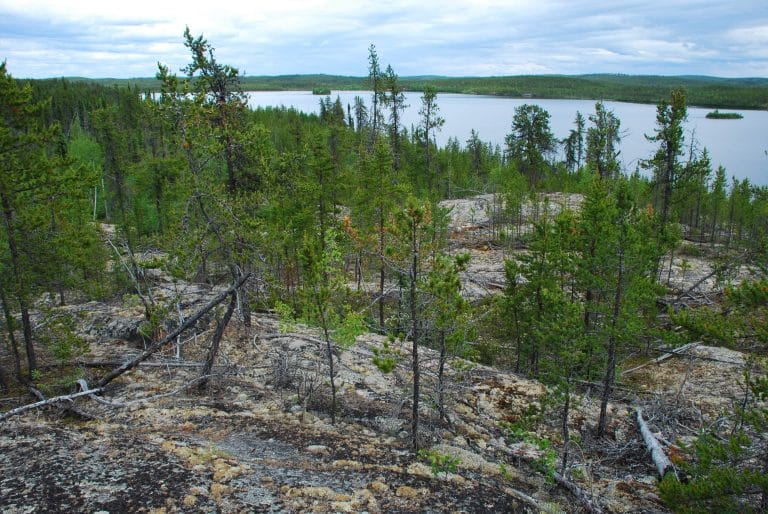 Photo of Boreal forest in northern Canada