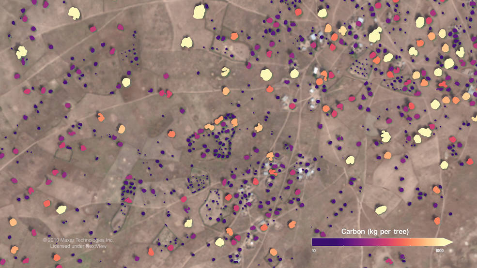 Individual trees identified in satellite imagery, color mapped by the amount of carbon they contain